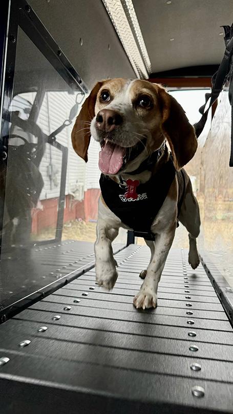 Your Dog Gets a 20-25 Minute Run Session