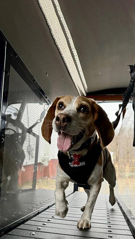 Your Dog Gets a 20-25 Minute Run Session
